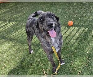 Australian Shepherd-Unknown Mix Dogs for adoption in Las Vegas, NV, USA