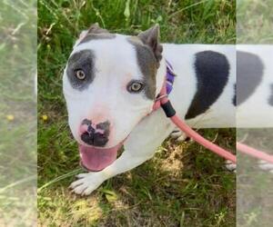 American Pit Bull Terrier Dogs for adoption in Sacramento, CA, USA