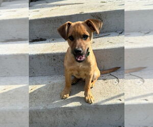 Beagle-Unknown Mix Dogs for adoption in Aurora, IN, USA