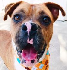 Bullboxer Pit Dogs for adoption in San Ramon, CA, USA