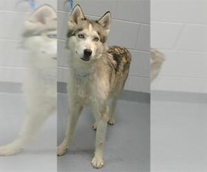 Siberian Husky-Unknown Mix Dogs for adoption in St. Cloud, FL, USA