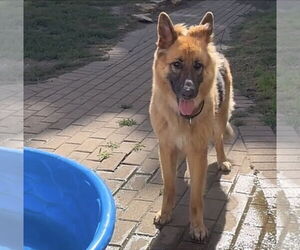 German Shepherd Dog Dogs for adoption in Kankakee, IL, USA