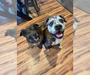 Boxer-Collie Mix Dogs for adoption in Lockport, NY, USA