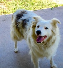 Australian Shepherd Dogs for adoption in Junction, TX, USA