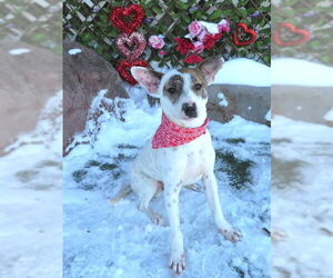 Mutt Dogs for adoption in Oklahoma City, OK, USA