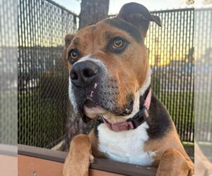 American Pit Bull Terrier-Unknown Mix Dogs for adoption in Camarillo, CA, USA