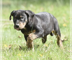 Mutt Dogs for adoption in Mechanicsburg, PA, USA