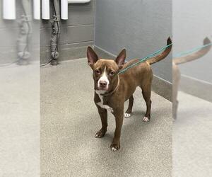 Mutt Dogs for adoption in Las Vegas, NV, USA