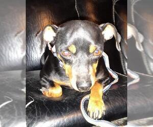 Miniature Pinscher-Unknown Mix Dogs for adoption in Victorville, CA, USA