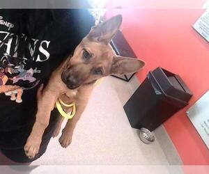German Shepherd Dog-Unknown Mix Dogs for adoption in Louisville, KY, USA