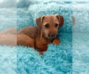 Chipin Dogs for adoption in Yuba City, CA, USA