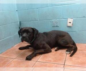 American Pit Bull Terrier-Unknown Mix Dogs for adoption in Downey, CA, USA