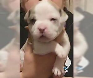 Mutt Dogs for adoption in Binghamton, NY, USA