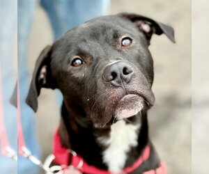 Labrador Retriever-Unknown Mix Dogs for adoption in Canton, CT, USA