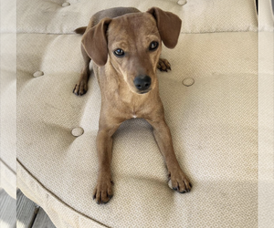 Medium Photo #1 Chiweenie Puppy For Sale in Maryville, TN, USA