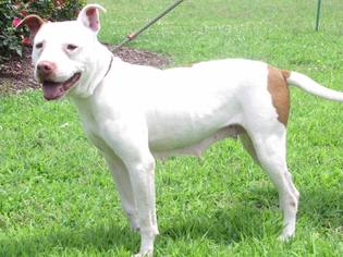 American Pit Bull Terrier-Unknown Mix Dogs for adoption in Windsor, VA, USA