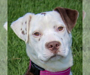 Border Collie-Catahoula Leopard Dog Mix Dogs for adoption in Huntley, IL, USA