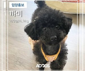 Poodle (Miniature) Dogs for adoption in Agoura Hills, CA, USA