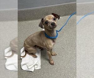 Chihuahua-Unknown Mix Dogs for adoption in Las Vegas, NV, USA