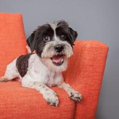 Shih Tzu Dogs for adoption in Mission Hills, CA, USA