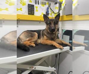 German Shepherd Dog Dogs for adoption in San Antonio, TX, USA