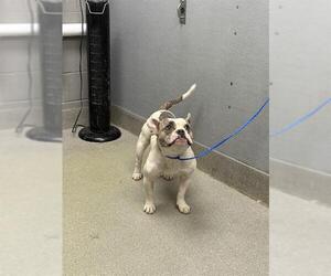 French Bulldog-Unknown Mix Dogs for adoption in Las Vegas, NV, USA