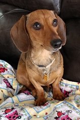Dachshund Dogs for adoption in Mankato, MN, USA