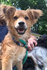 Papshund Dogs for adoption in Boonton, NJ, USA