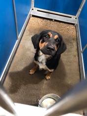 Sheprador Dogs for adoption in Greenville, TX, USA