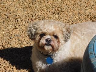 Shih-Poo Dogs for adoption in Little Rock, AR, USA