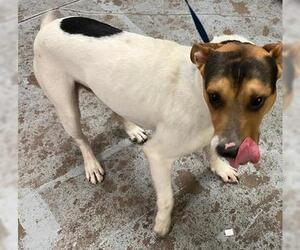 Mutt Dogs for adoption in Oklahoma City, OK, USA