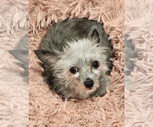 Poodle (Miniature)-Unknown Mix Dogs for adoption in Hilton Head, SC, USA