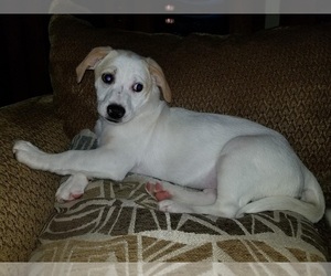 Medium Photo #1 Jack Russell Terrier-Labrador Retriever Mix Puppy For Sale in Von Ormy, TX, USA