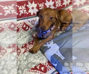 Chiweenie Dogs for adoption in Sioux Falls, SD, USA