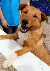 Medium Photo #1 Labrador Retriever-Unknown Mix Puppy For Sale in Arlington, TX, USA