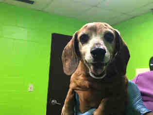 Dachshund Dogs for adoption in Green Cove Springs, FL, USA