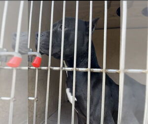 Mutt Dogs for adoption in Louisville, KY, USA