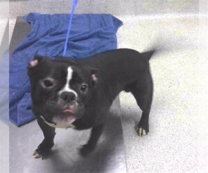 American Staffordshire Terrier-Unknown Mix Dogs for adoption in Tallahassee, FL, USA