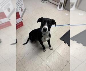 Labrador Retriever Dogs for adoption in Stockton, CA, USA