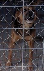 Mutt Dogs for adoption in JAMESTOWN, TN, USA