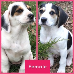 Medium Photo #1 Treeing Walker Coonhound-Unknown Mix Puppy For Sale in Pottstown, PA, USA