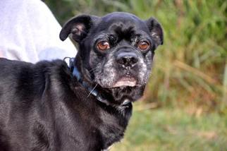 Pug-Unknown Mix Dogs for adoption in Northbrook, IL, USA