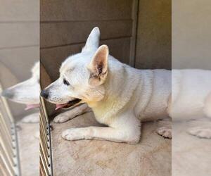 Labrador Retriever-Siberian Husky Mix Dogs for adoption in Oklahoma City, OK, USA