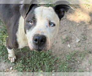 Mutt Dogs for adoption in Tulsa, OK, USA