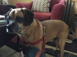 Puggle Dogs for adoption in Baltimore, MD, USA
