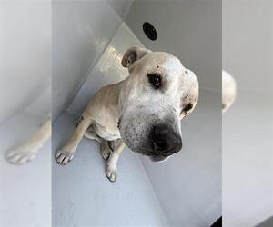 American Pit Bull Terrier-Unknown Mix Dogs for adoption in Houston, TX, USA
