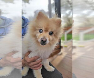 Pomeranian Dogs for adoption in Lebanon, PA, USA