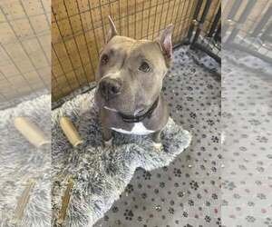 American Pit Bull Terrier-Unknown Mix Dogs for adoption in Jackson Township, NJ, USA