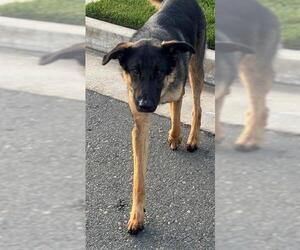 German Shepherd Dog Dogs for adoption in Lodi, CA, USA