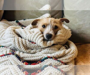 Chihuahua-Unknown Mix Dogs for adoption in Princeton, MN, USA
